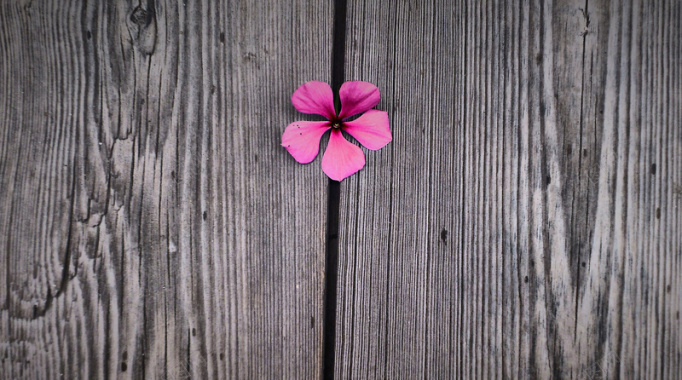 木质纹理粉色花朵海报背景素材背景