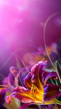 风景紫色花朵漂亮H5背景素材背景