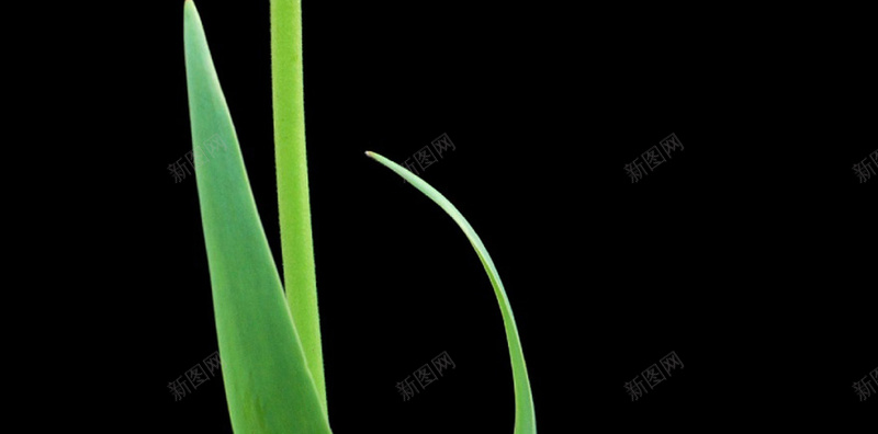 微距植物唯美H5背景jpg设计背景_88icon https://88icon.com 黑色 花朵 红色 简约 摄影 H5 h5 风景