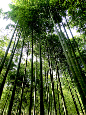 绿色竹林背景海报素材背景