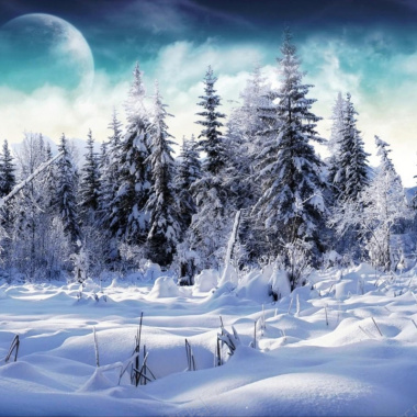 冬天树木松树雪地背景背景