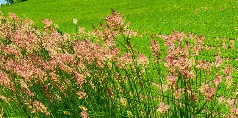 蓝天白云花卉草原H5背景jpg设计背景_88icon https://88icon.com 风景 草原 春天 清新 蓝天 白云 花卉 H5 h5 文艺 小清新 简约