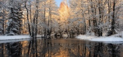 冬天美景雪地深林海报背景高清图片