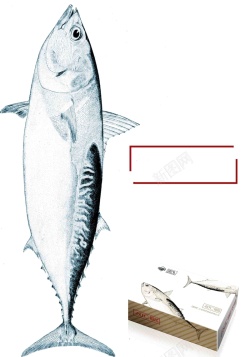 日式包装盒日式简约金枪鱼促销折扣包装盒代金券海报高清图片