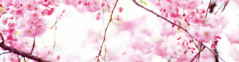 鲜花植物女性粉色桃花花朵美丽花蕾背景