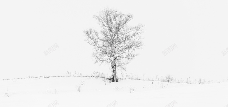 雪地树木淘宝海报背景banner背景