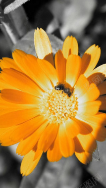 花朵上的小蜜蜂H5背景背景