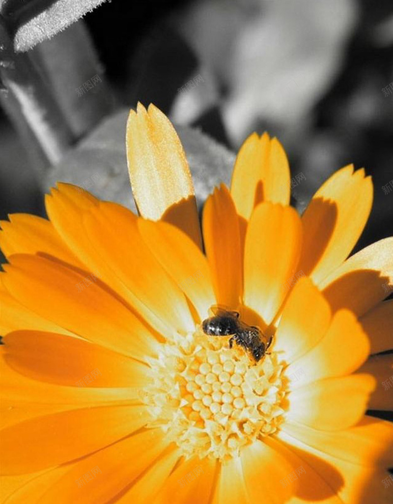 花朵上的小蜜蜂H5背景jpg设计背景_88icon https://88icon.com 植物 花 花朵 蜜蜂 黄色 H5背景 H5 h5 摄影 风景
