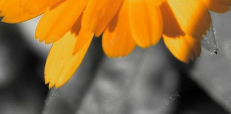 花朵上的小蜜蜂H5背景jpg设计背景_88icon https://88icon.com 植物 花 花朵 蜜蜂 黄色 H5背景 H5 h5 摄影 风景