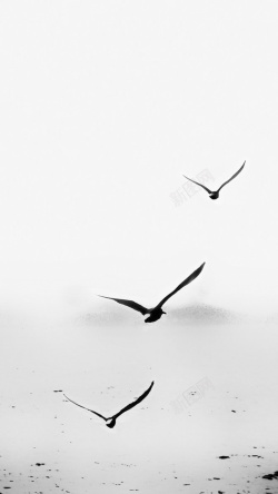 白色自由飞翔鸥雄鹰飞翔摄影H5素材高清图片