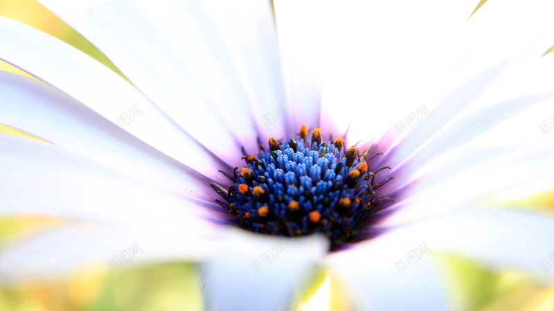 白叶蓝紫花蕊的近距离写真jpg设计背景_88icon https://88icon.com 写真美图 壁纸 高清壁纸 鲜花 黑色的花蕊