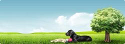 医疗广告关爱宠物健康广告背景高清图片
