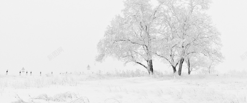 银装素裹雪地里的树木图片背景