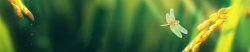 收获的蜻蜓秋天收获的季节高清图片