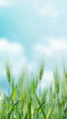 麦田H5背景背景