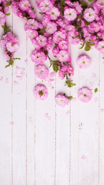 木板粉色花朵H5背景背景
