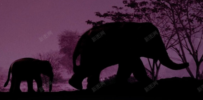 紫色扁平动物剪影背景图jpg设计背景_88icon https://88icon.com 动物 大象 扁平 星空 紫色 剪影 小清新 矢量 扁平化