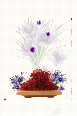 藏红花中草药养生补血海报背景素材背景