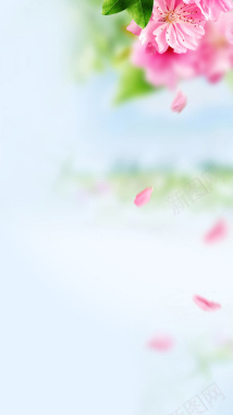 清新花朵背景图片素材H5背景背景