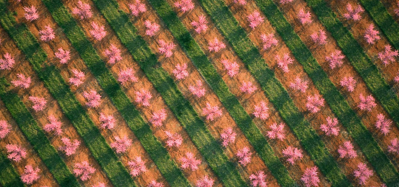 樱花草坪纹理方格背景
