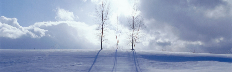 大树雪地背景jpg设计背景_88icon https://88icon.com 大树 雪地 背 景 海报banner 摄影 风景