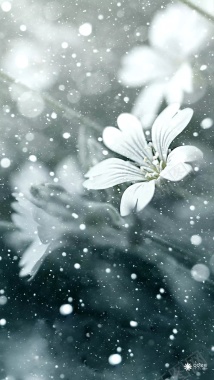 小清新雪中白色花朵微距摄影H5背景背景