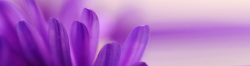 紫兰教师节鲜花banner创意设计高清图片
