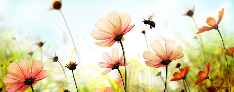 蜜蜂花朵背景图背景