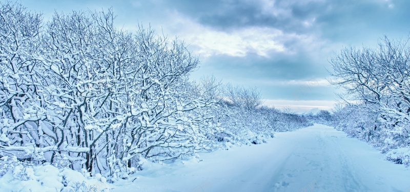 雪地jpg设计背景_88icon https://88icon.com 雪地 树木 冬季 男装 女装 户外 背景 海报banner 摄影 风景