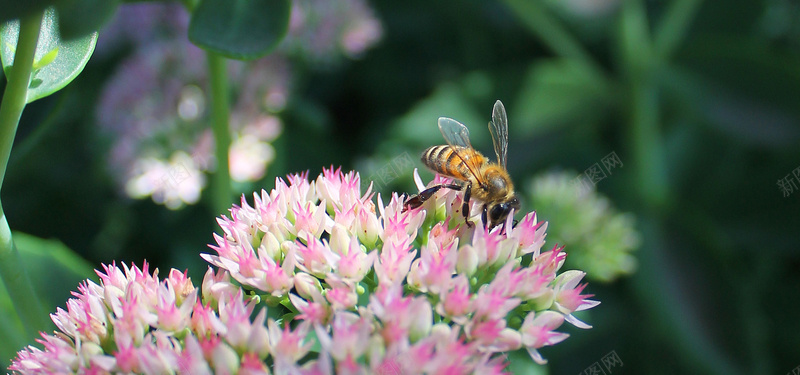 蜜蜂鲜花摄影背景