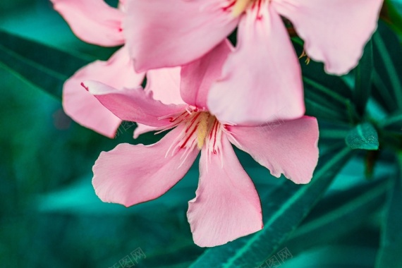粉色的栀子花背景