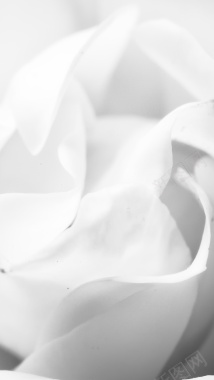 花朵绽放白色大气H5背景素材背景