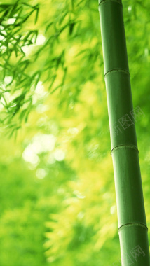 竹林H5背景背景