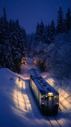 冬季夜景行驶在树林里的火车高清图片