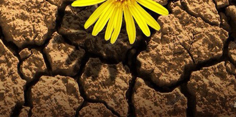 皲裂土地上的花朵H5素材背景jpg设计背景_88icon https://88icon.com 创意 土地 花朵 皲裂 H5素材