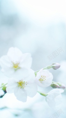 春天小清新白色花朵H5背景背景