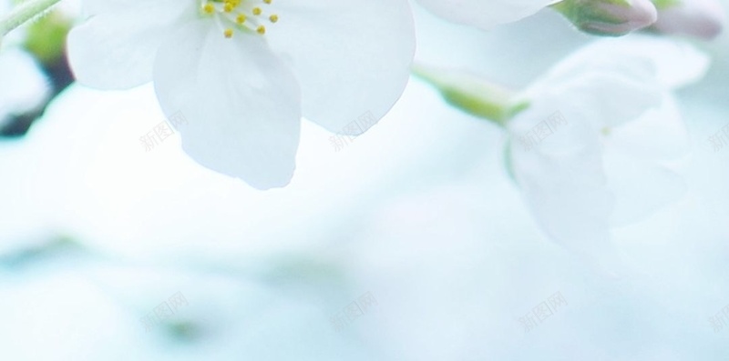 春天小清新白色花朵H5背景jpg设计背景_88icon https://88icon.com 春天 小清新 白色 花朵 摄影 H5背景 文艺 质感