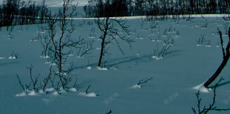 雪地极光H5背景jpg设计背景_88icon https://88icon.com 极光 夜空 雪地 枯树 雪山 H5 h5 摄影 风景