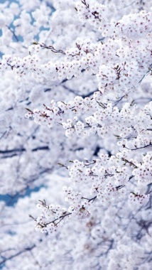 白色樱花H5背景背景