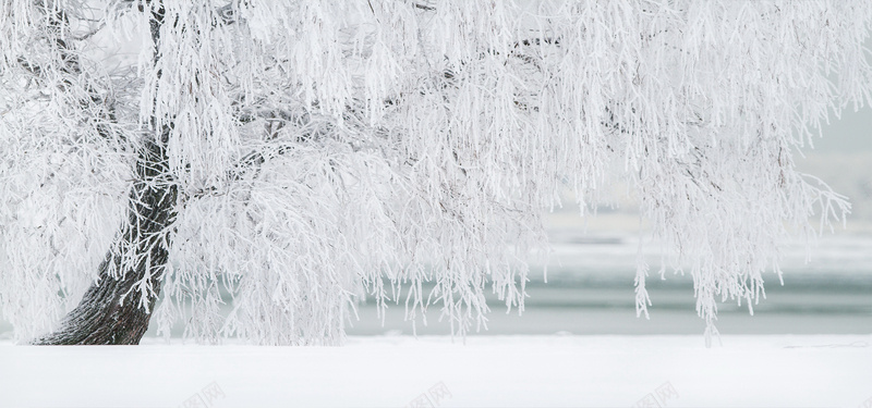 白色雪树jpg设计背景_88icon https://88icon.com 白色雪树 冬天风景 雪地 寒冷 摄影风景 海报banner 摄影 风景