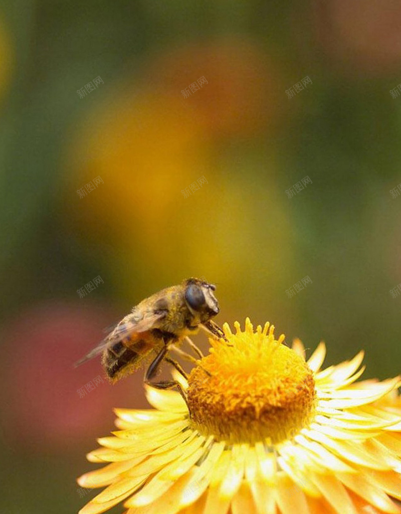 蜜蜂采蜜H5背景jpg设计背景_88icon https://88icon.com 植物 自然 花朵 蜜蜂 花 H5背景 H5 h5
