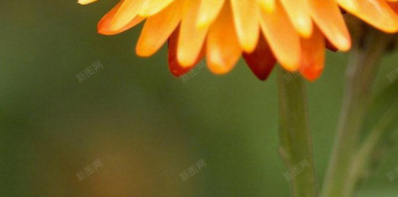 蜜蜂采蜜H5背景jpg设计背景_88icon https://88icon.com 植物 自然 花朵 蜜蜂 花 H5背景 H5 h5