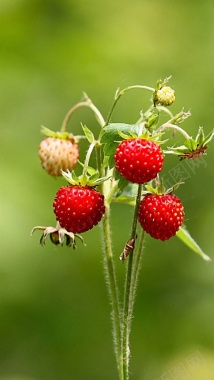 小清新野草莓H5背景背景