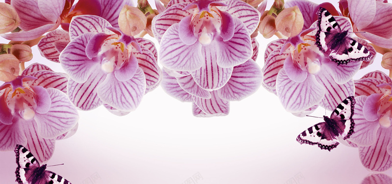 紫色蝴蝶兰背景背景