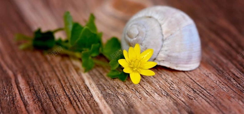 木桌上的蜗牛壳背景背景