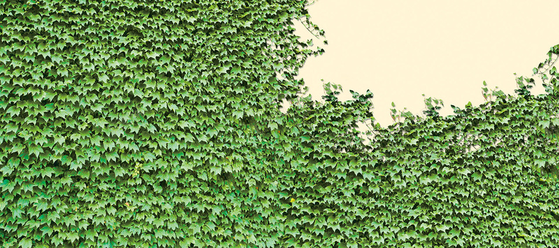 绿色植物墙背景背景