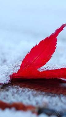 结霜的红叶H5背景背景