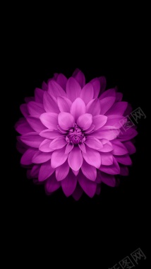 黑色背景紫色花朵H5背景背景