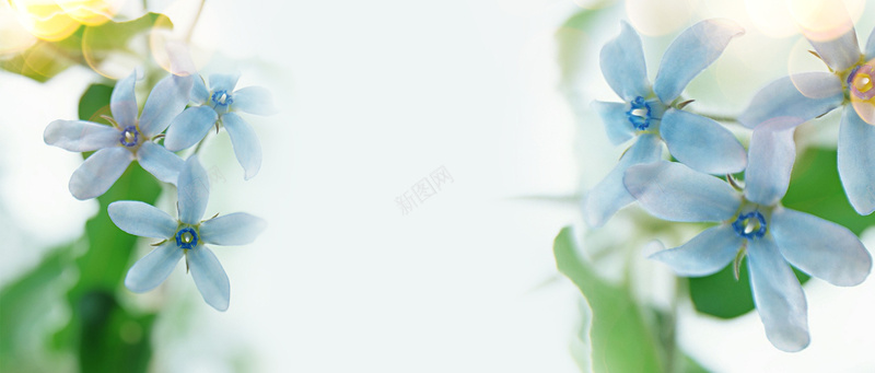 梦幻蓝色花朵背景背景