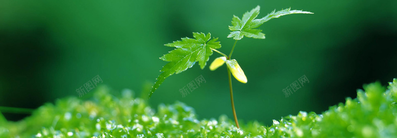 淘宝植物banner创意设计背景